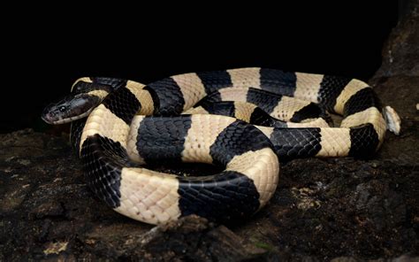 香港 毒蛇|辨認蛇類 — HongKongSnakeID.com